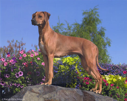 Copyrighted Rhodesian Ridgeback