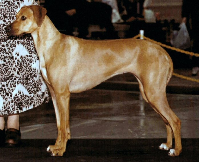 Rhodesian Ridgeback, Ch. Assegai Midknight Sun