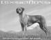 Rhodesian Ridgeback Desire