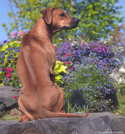 Copyrighted, Ridge of Rhodesian Ridgeback