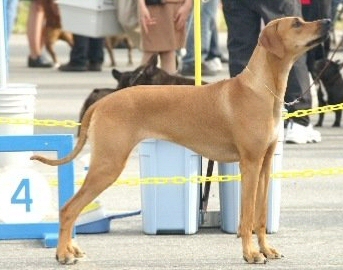 AKC Show Stacked Rhodesian Ridgeback