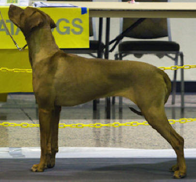 Rhodesian Ridgeback showing in AKC Group ring