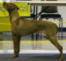 Livernose Rhodesian Ridgeback