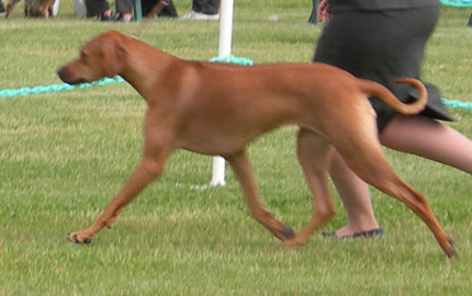 Rhodesian Ridgeback movement