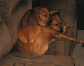 Rhodesian Ridge"back"