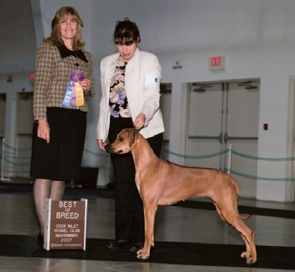 Rhodesian Ridgeback Best Of Breed